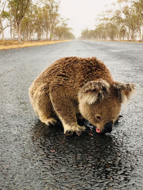 A koala licks rainwater off a road near Moree, New South Wales, Australia in this January 16, 2020 picture obtained from social media