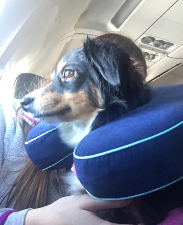 <p>Gut ausgestattet – am besten mit einem Nackenkissen – fliegt es sich am besten. (Bild: Instagram/KaiTheMiniAussie) </p>