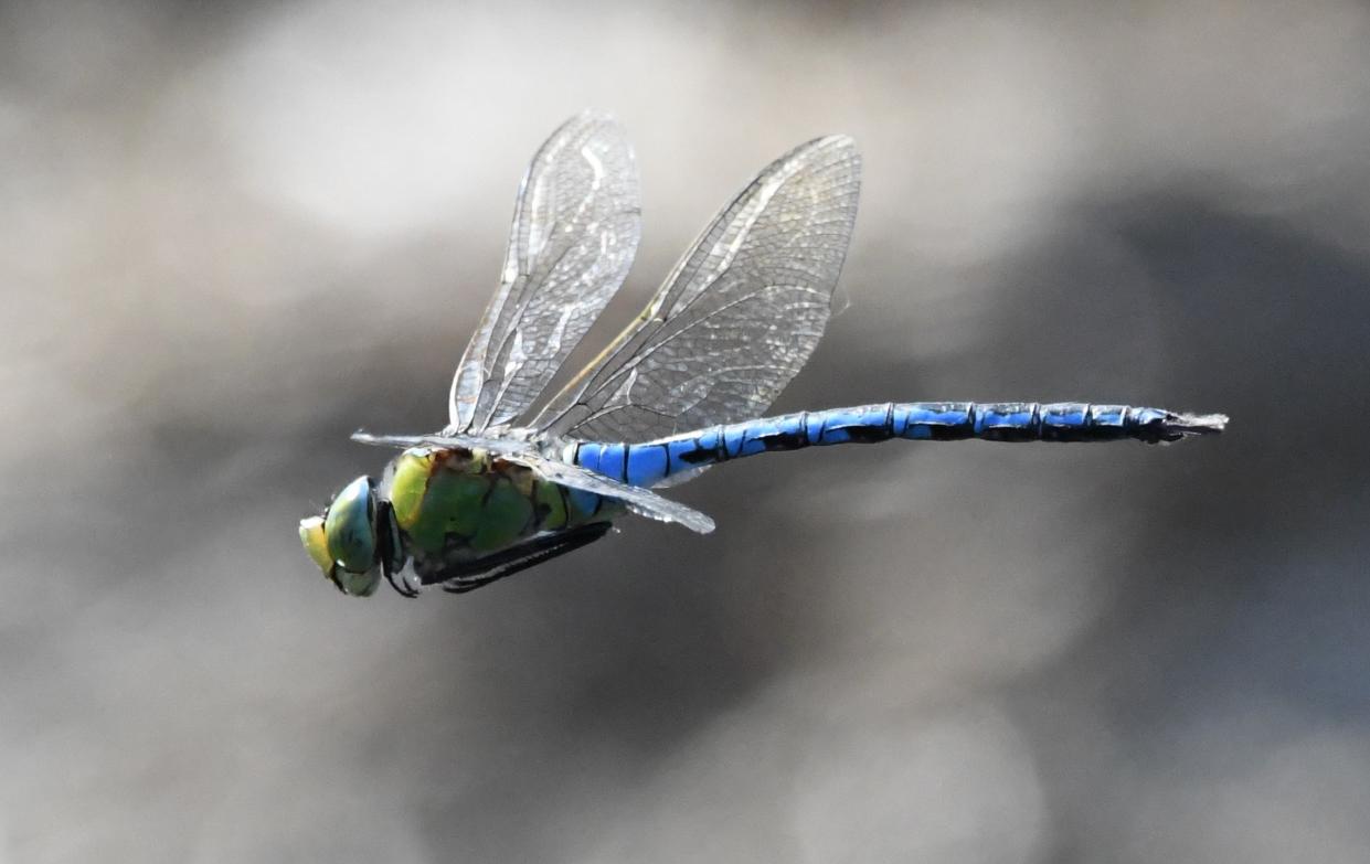 the rare lesser emperor dragonfly nymph