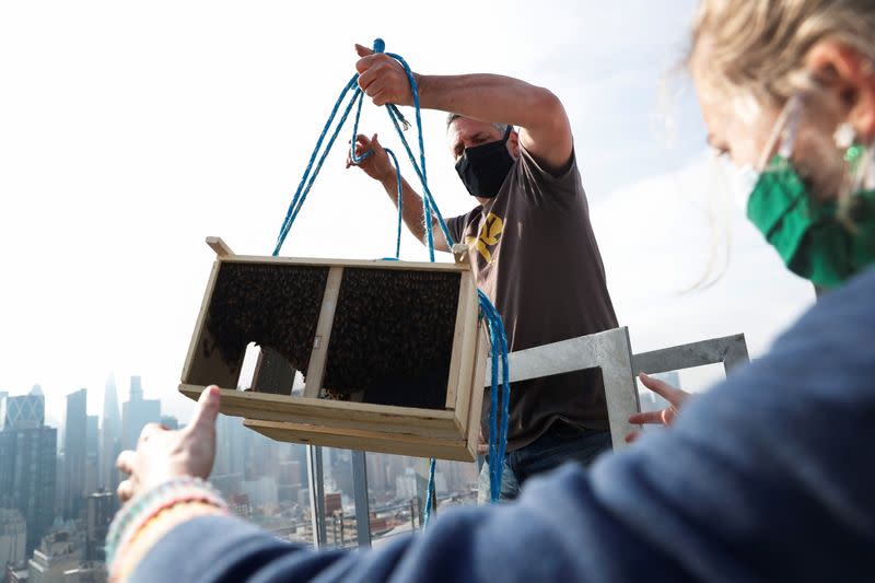 Urban beekeeper Andrew Cote replenishes bee hives on a rooftop building in New York City