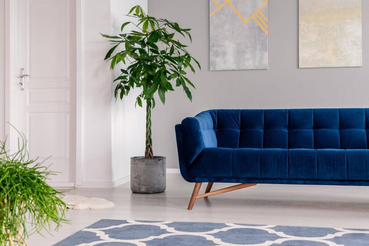 Waiting room interior in a luxurious clinic furnished with a velvet dark blue sofa, a rug and green plants.
