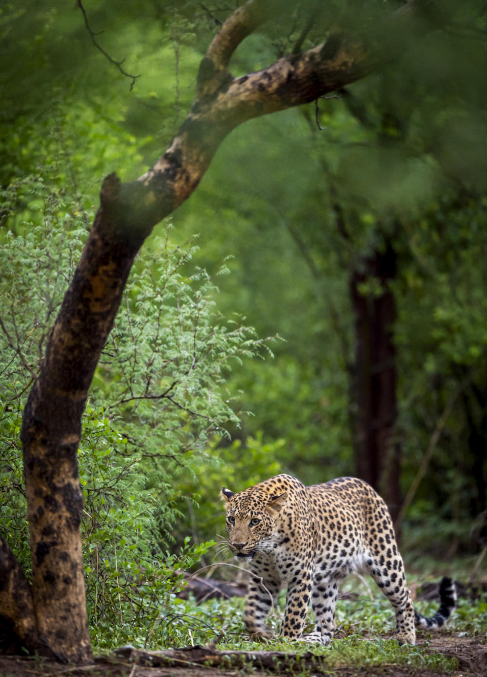 Bandipur National Park, India