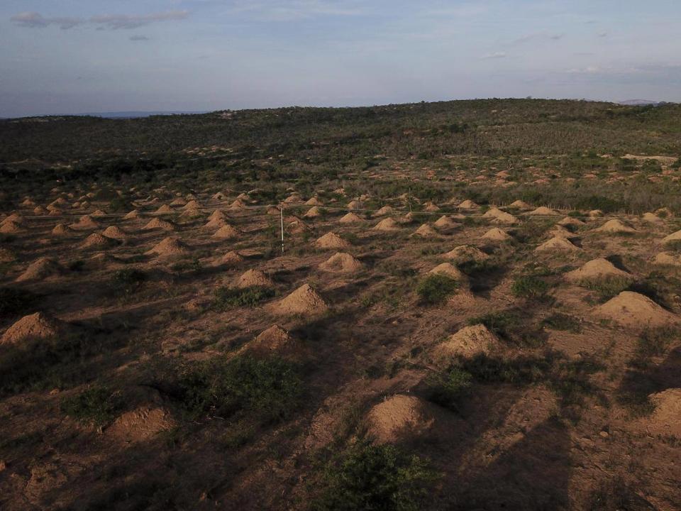 Young, active mounds grow to 4ft to 5ft tall in a couple of years, while most of the older mounds appear inactive (AP)