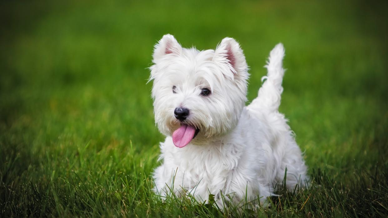 West highland terrier