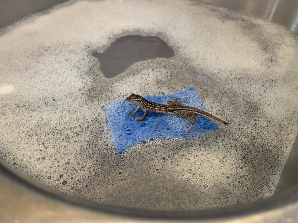 a little lizard sitting on a sponge in a sudsy sink