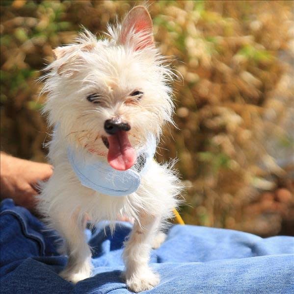 Tucker loves people, loves to sit on laps and loves to play with other dogs. He's just made of love. He's a 3-year-old Norfolk terrier mix with a unique twist -- he has a cleft palate. It doesn't bother him at all but he did have to have some teeth removed to compensate for it. He's housebroken, good on a leash and waiting to meet you, cute little lopsided nose and all. Find out more from the <a href="https://www.facebook.com/humanesocietysv/?fref=ts">Humane Society Silicon Valley</a>.