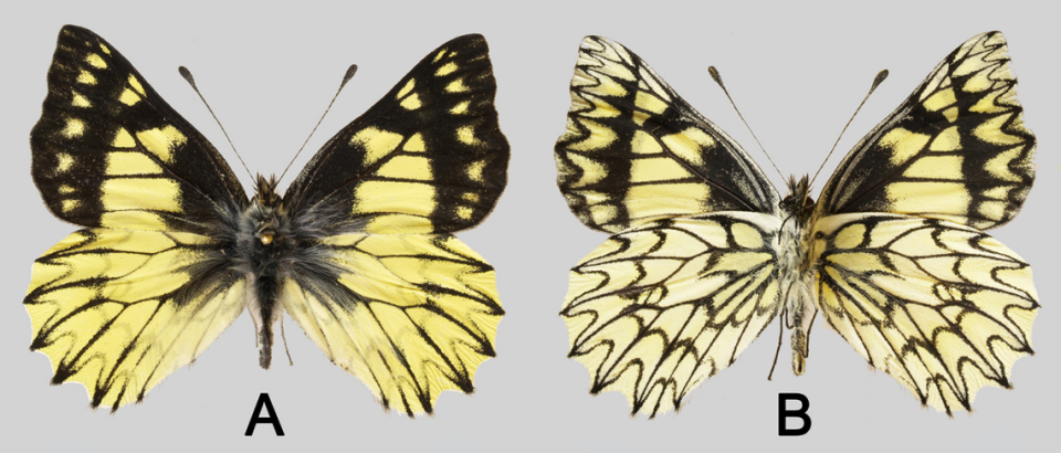 A male Catasticta copernicus, or Copernicus dartwhite butterfly, as seen from the top (left) and bottom (right).