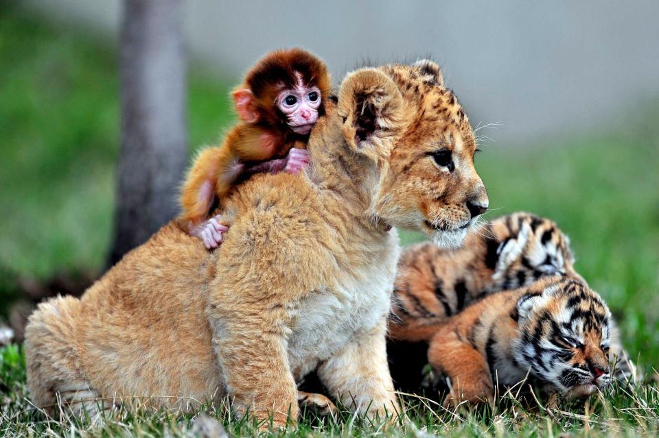 Hopp, hopp, hopp, Löwe lauf Galopp! Dieses Affenbaby aus dem chinesischen Shenyang hat alles im Griff. Praktisch: Sollte dem Löwen die Puste ausgehen, kann es auf einen der Mini-Tiger umsatteln.