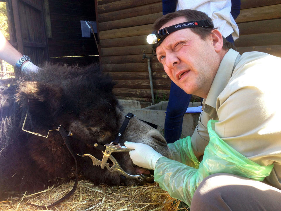 Safari dentist