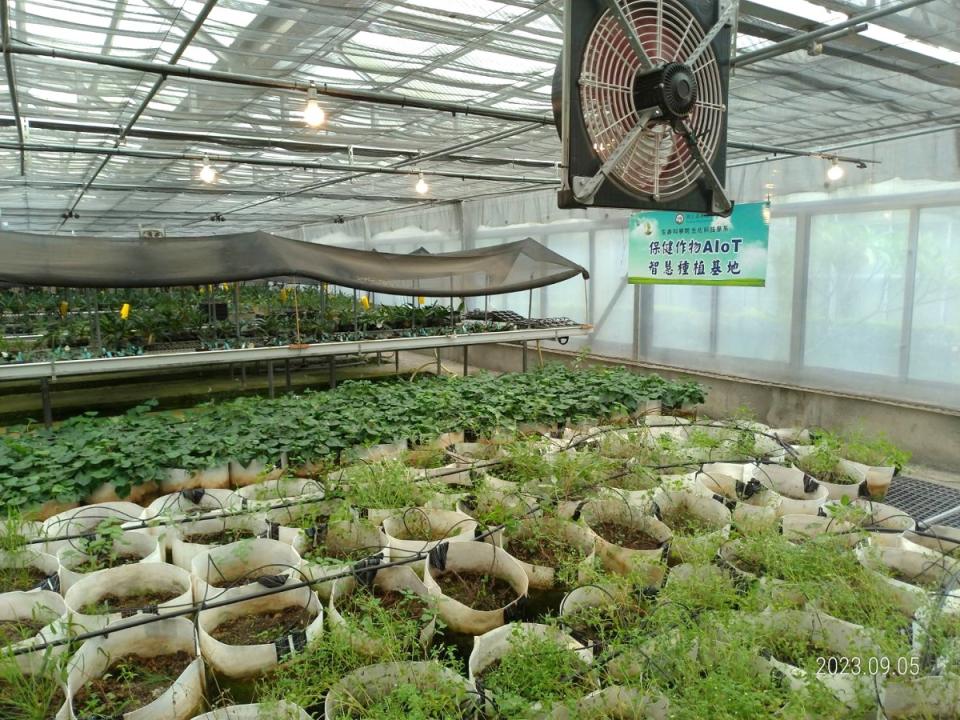 嘉大「保健作物AIoT智慧種植基地」使用AI系統輔助管理，並以袋耕離地栽培作物達到標準化控管。（圖：嘉義大學提供）