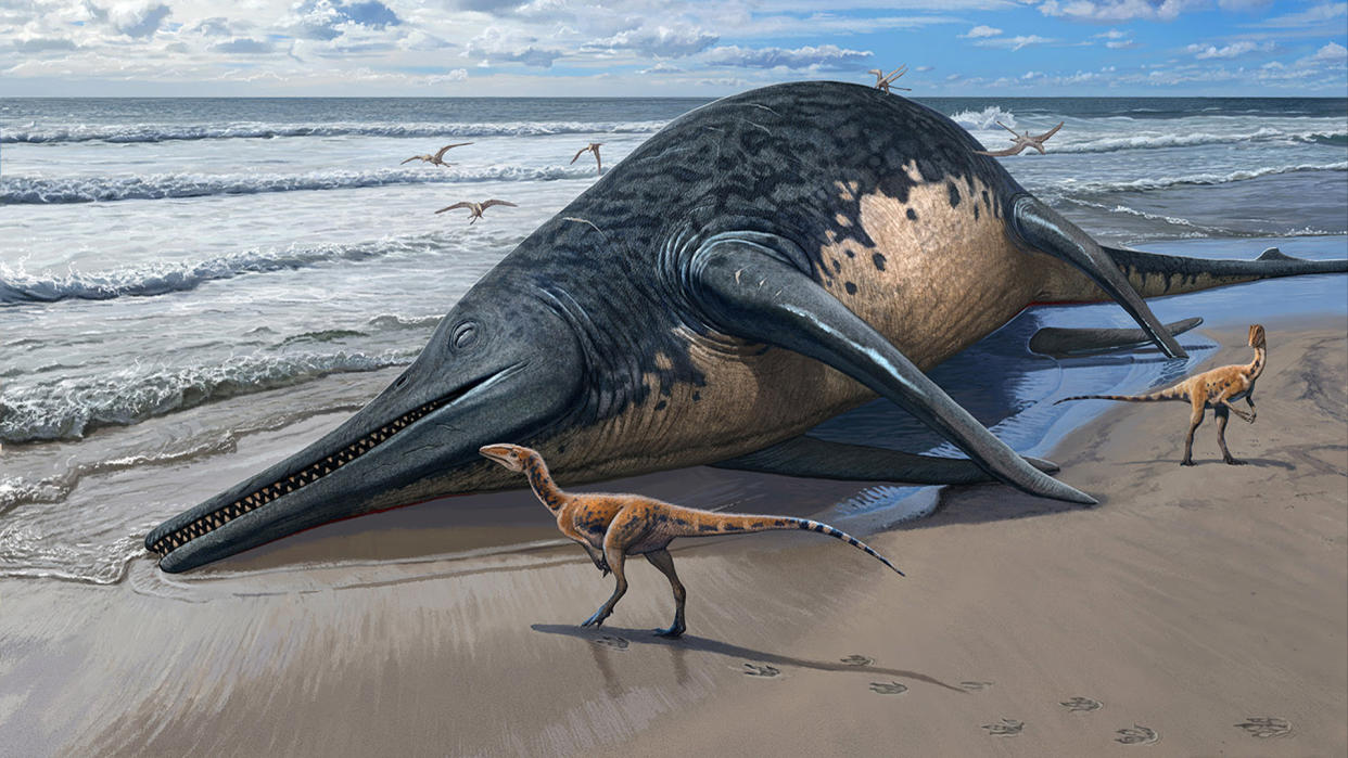  A washed-up Ichthyotitan severnensis carcass on the beach. 