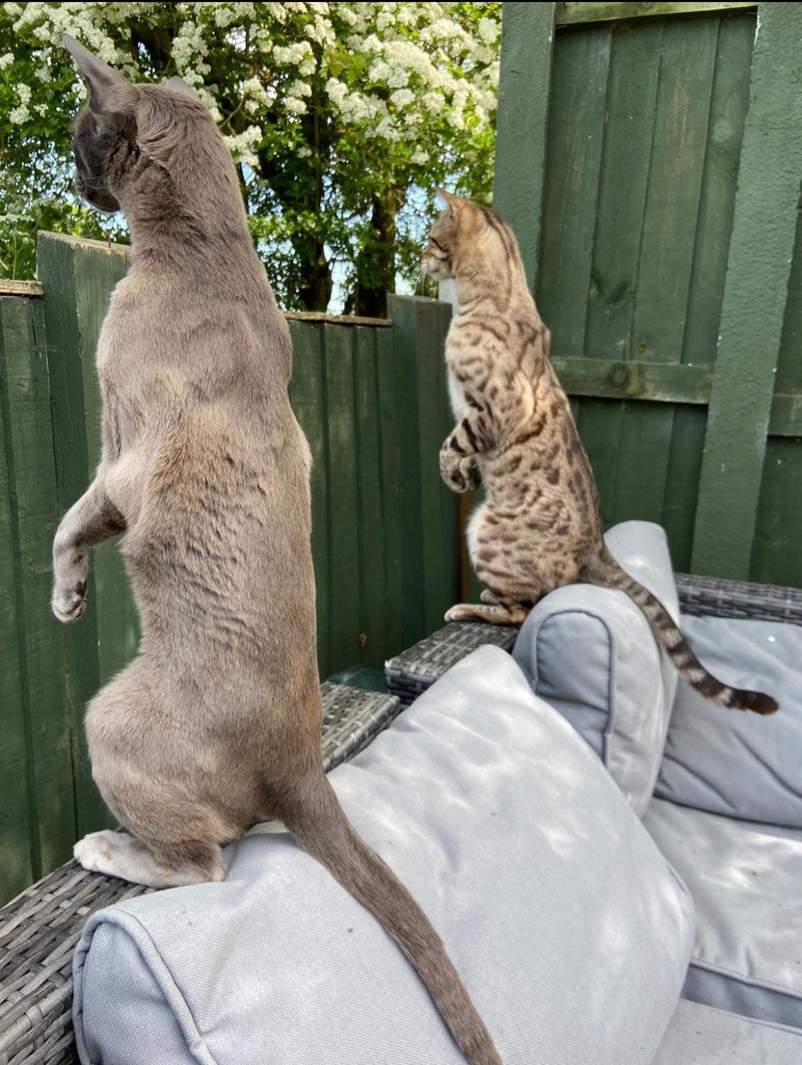 Two cats peer over a fence
