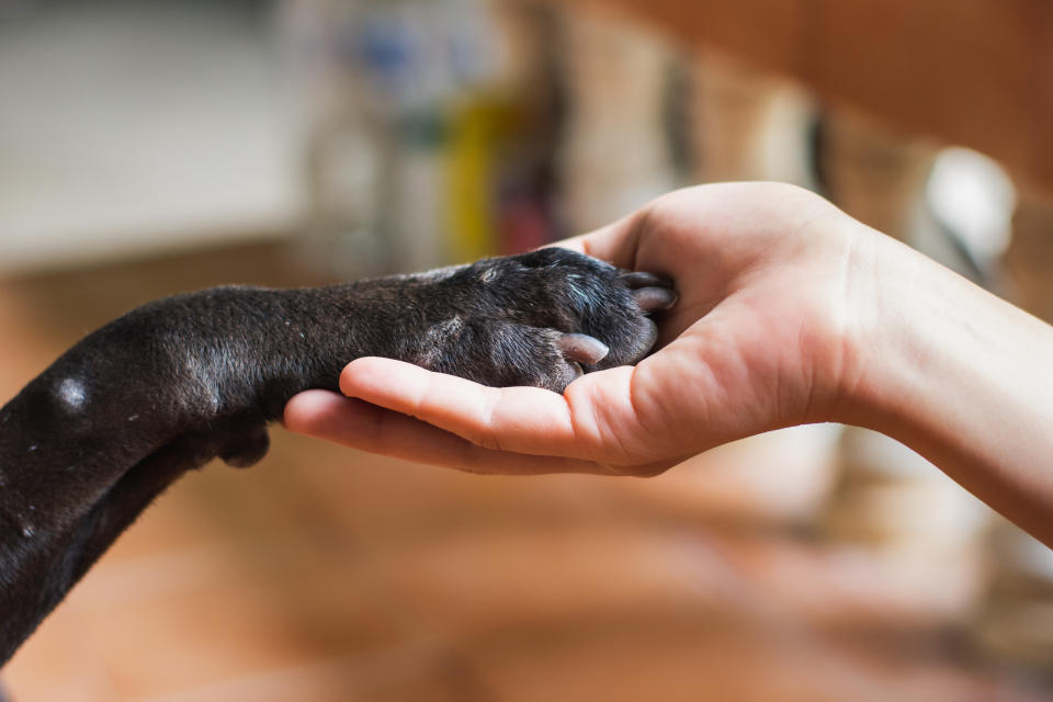 Zeus, der größte Hund der Welt, wurde nur drei Jahre alt. (Symbolbild: Getty)