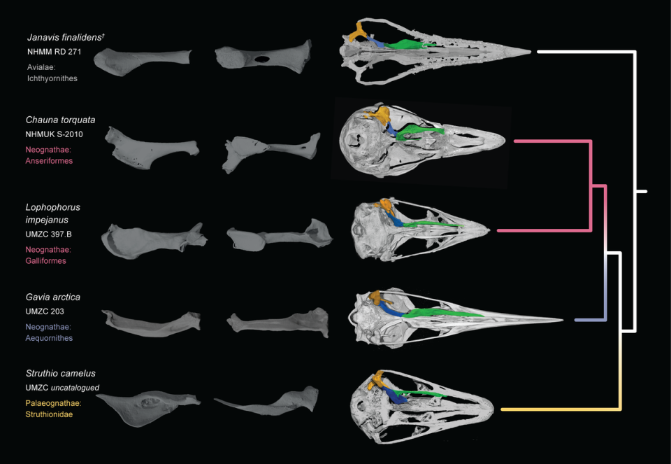 Palate of Janavis finalidens in comparison with that of a pheasant and an ostrich (University of Cambridge)
