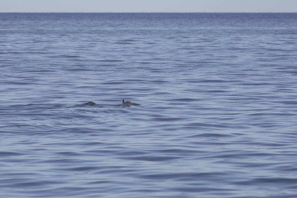 endangered vaquita porpoise