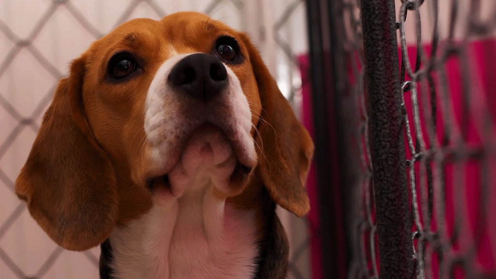 Un chien de la race beagle (photo d'illustration). - Maëlick - Flickr CC