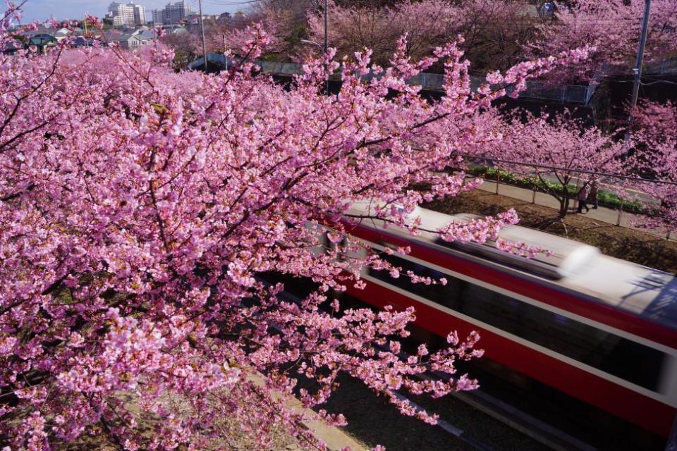 [Japan] Cherry Blossom Viewing, Plum Blossom Viewing, Rapeseed Blossom Hot Spring 2-Day Tour｜Izu Kawazu Cherry Blossom Festival & Miura Kaigan Kawazu Sakura & Rapeseed Flower Field & Atami Plum Forest｜Departure from Tokyo. (Photo: KKday SG)