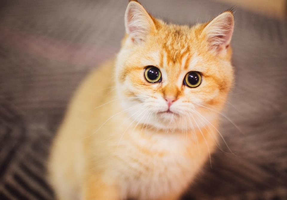 orange cat breeds british shorthair
