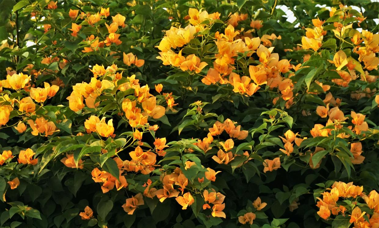 Bougainvilleas can be mislabled concerning their color.