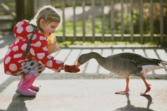 girl feeding goose