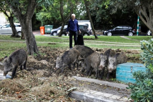 The pigs rip up vegetation and rummage through bins, sparking a debate between animal rights defenders and those in favour of driving them out