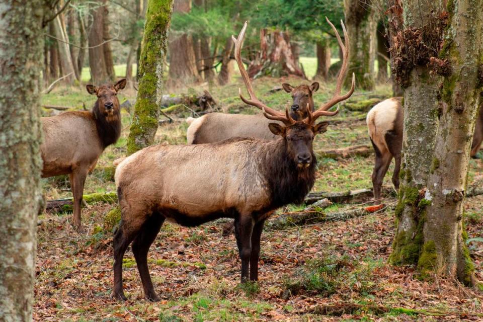 Elk is one species susceptible to human recreation, researchers say. The species inhabit regions across Washington, including the Olympic Peninsula, Cascade Mountain range and the state’s northeast areas.