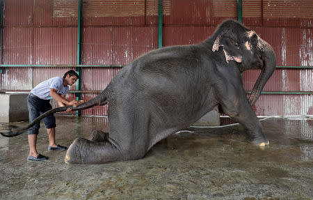 A handler bathes Coconut, a female elephant, at the Wildlife SOS Elephant Conservation and Care Center run by a non-governmental organisation in the northern town of Mathura, India, November 17, 2018. REUTERS/Anushree Fadnavis