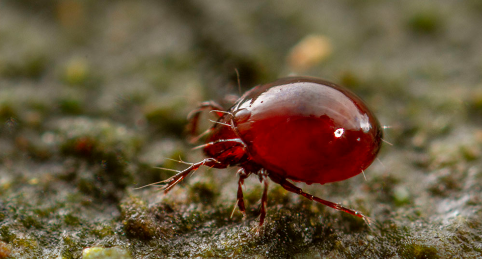 An Oribatidae in close-up