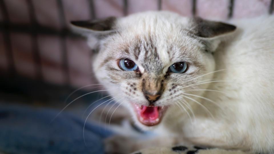 Aggressive kitten hissing