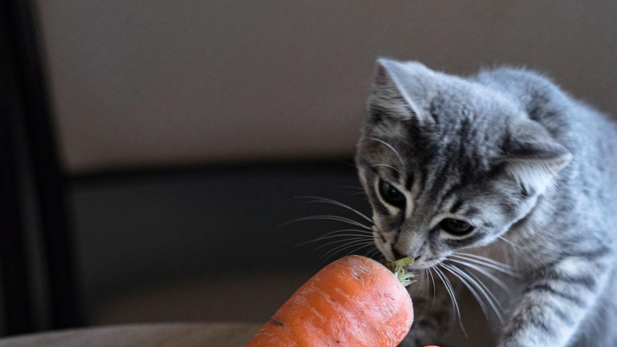 cat sniffing a carrot