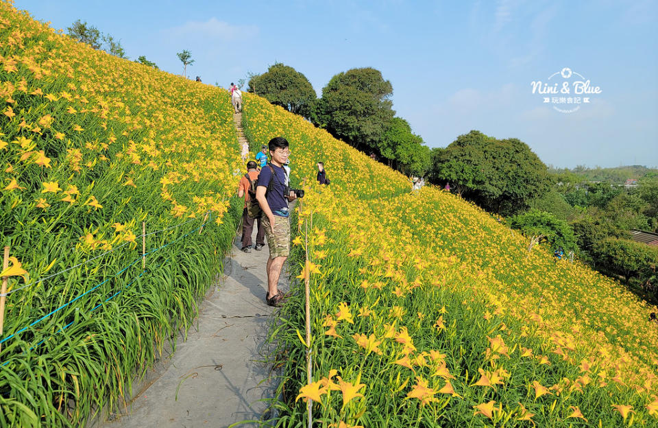 彰化花壇｜虎山巖 金針花