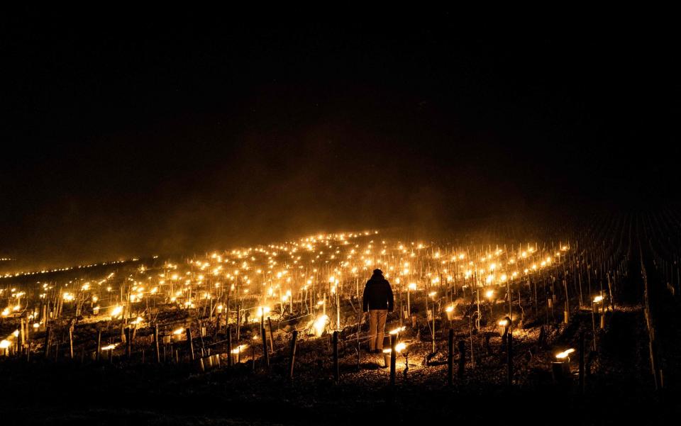 A winegrowers from the Daniel-Etienne Defaix wine estate lights anti-frost candles in their vineyard near Chablis - JEFF PACHOUD /AFP