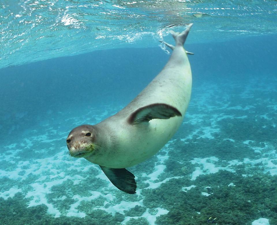 Foca monje del Mediterráneo (<em>Monachus monachus</em>). Flickkerphotos