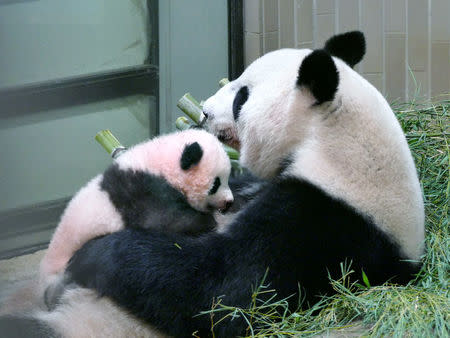 A panda cub named Xiang Xiang (L) and its mother panda Shin Shin are seen at Tokyo's Ueno Zoological Gardens in this handout photo taken and released by Tokyo Zoological Park Society on September 20, 2017 . Tokyo Zoological Park Society/Handout via REUTERS