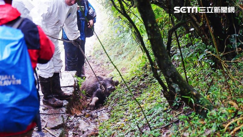 擎天崗水牛近期接連死亡，引發外界質疑是否與設置圍籬影響覓食有關（圖／記者李鴻典攝）