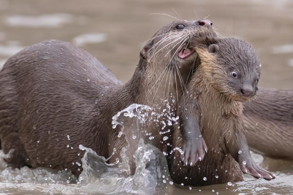 An otter carries a baby otter by the skin of its neck.