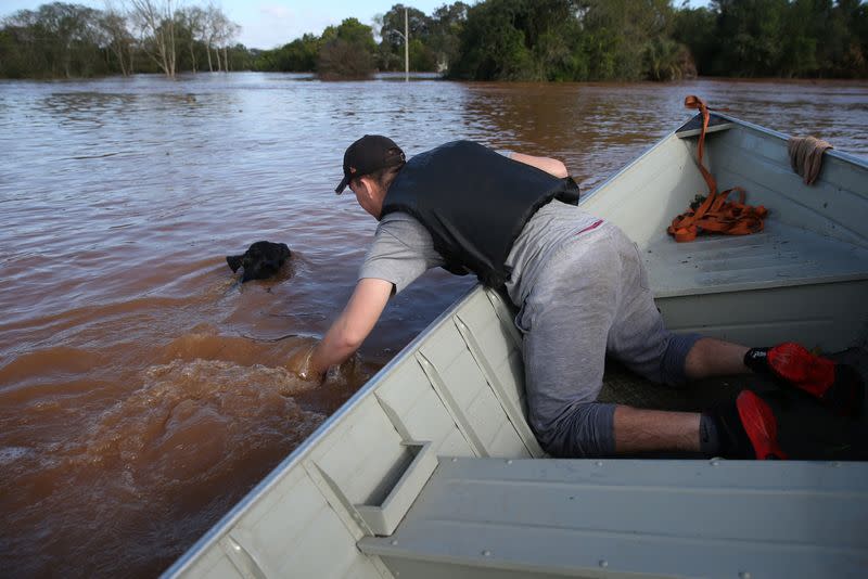 Lucas Atkinson rescues a calf in a flooded area after a cyclone hit southern towns, in Venancio Aires,