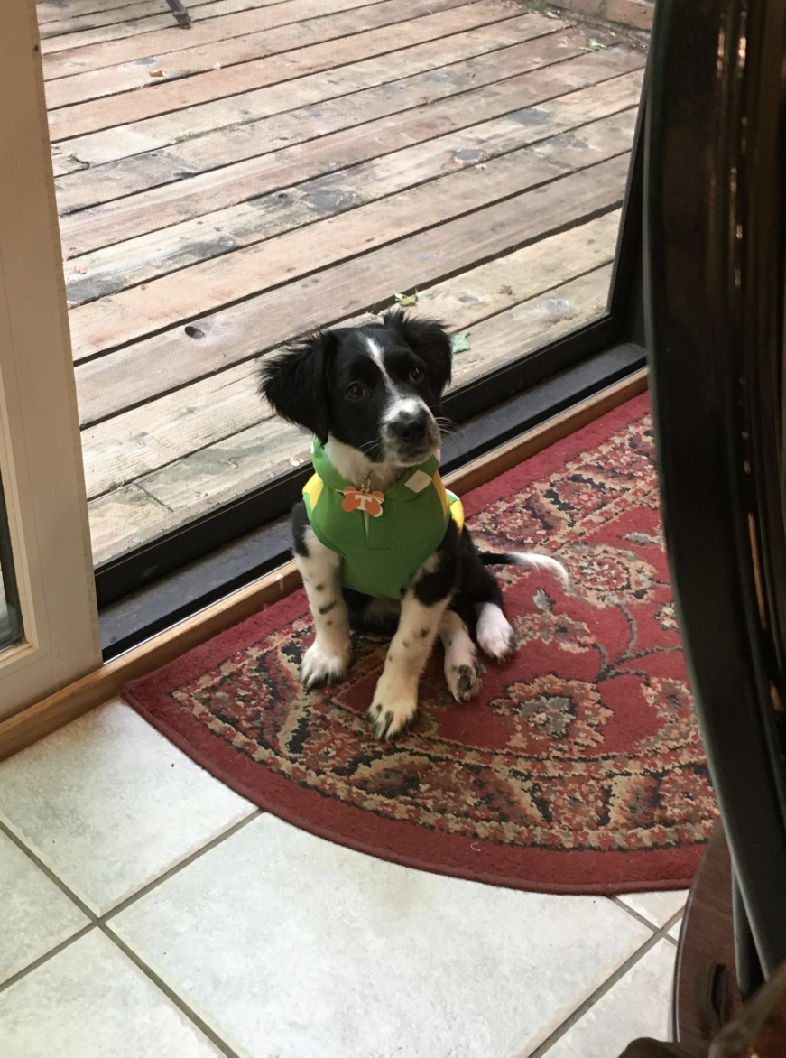 A dog wearing a shirt