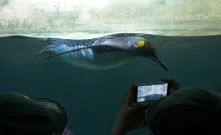 A penguin swims in a pool at Berlin Zoo