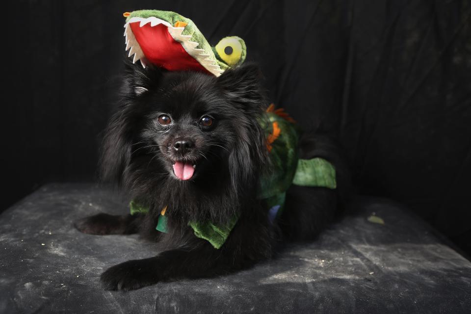 NEW YORK, NY - OCTOBER 20: Preston, a Pomeranian, poses as a dragon at the Tompkins Square Halloween Dog Parade on October 20, 2012 in New York City. Hundreds of dog owners festooned their pets for the annual event, the largest of its kind in the United States. (Photo by John Moore/Getty Images)