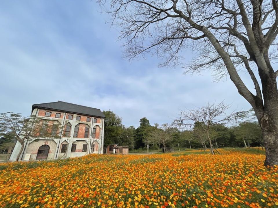 山上花園水道博物館規劃的花海正值盛開期。（記者黃文記攝）