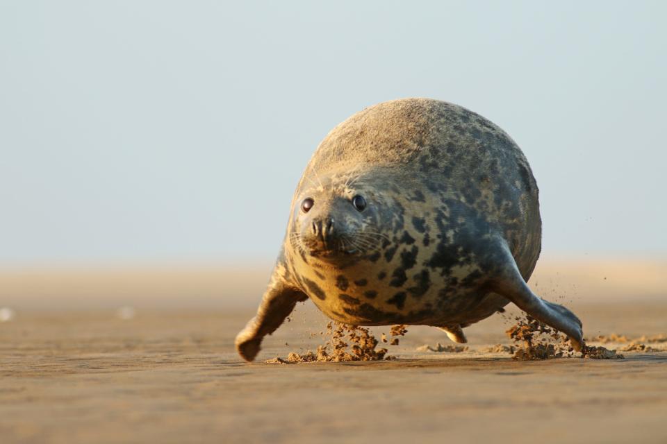 A grey seal on a beach