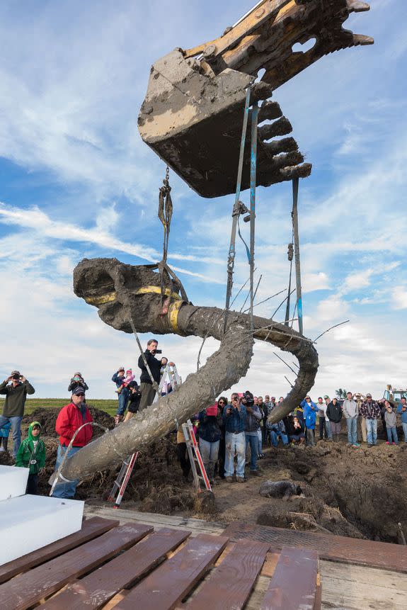 A mammoth skull and tusks are hoisted from an excavation pit in Michigan in 2015.