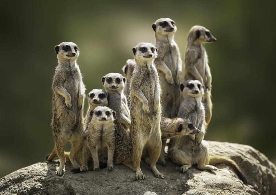 Meerkat family on lookout