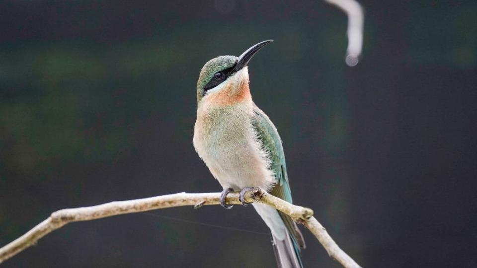 栗喉蜂虎。（圖／台北市立動物園提供）