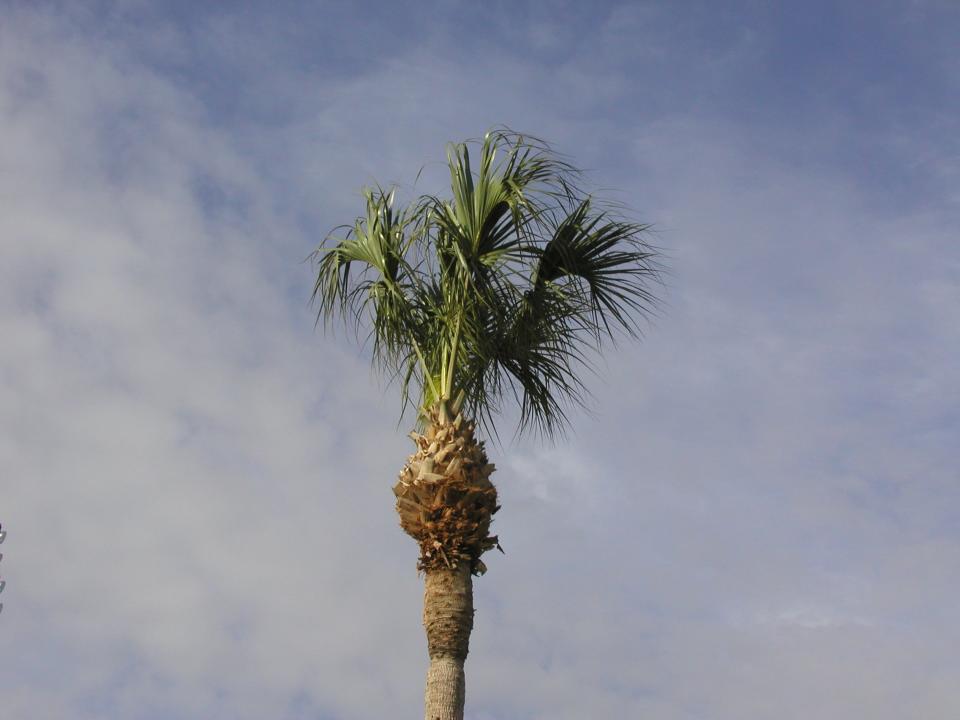 This over-pruned sabal palm is at severe risk for disease or death.