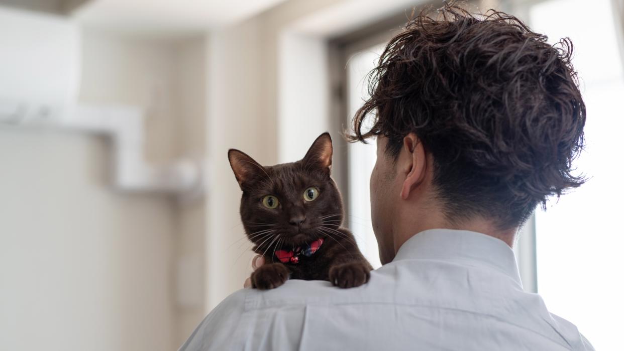 Burmese cat