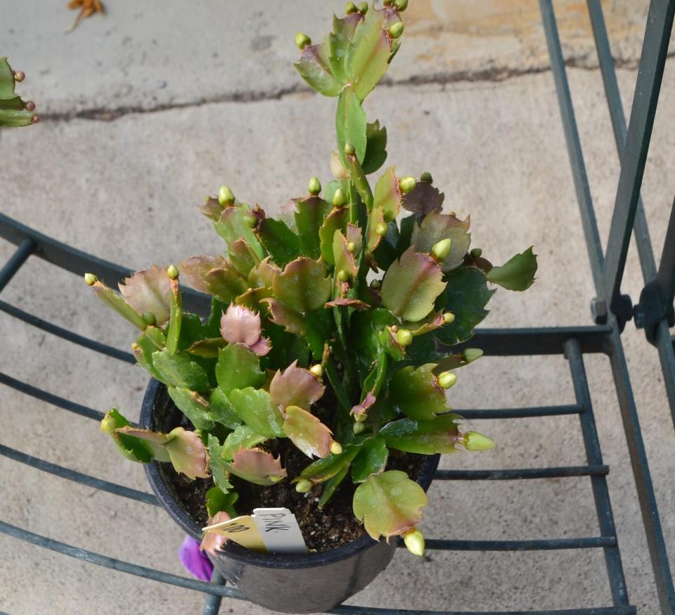 Blooms are just starting to form on this young Christmas cactus plant.