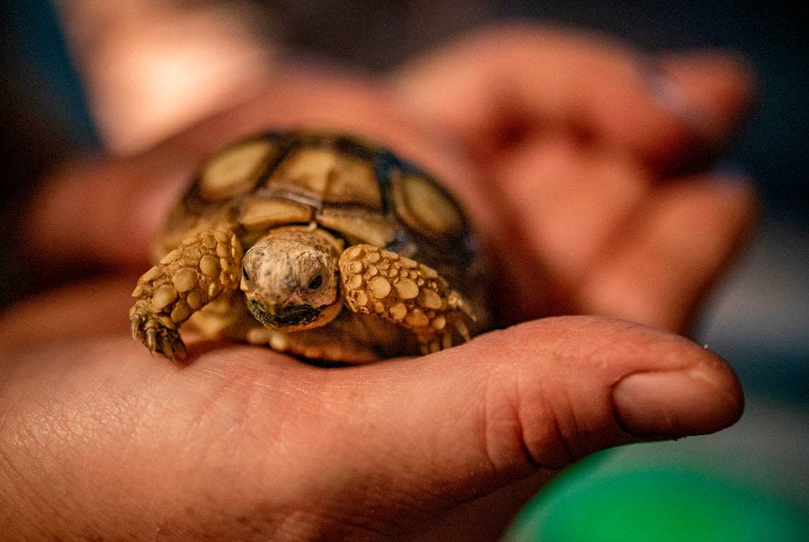 The Wheelers picked up Hoss along with a sulcata tortoise hatchling they’ve named Little Joe at the Rattlesnake Roundup in Sweetwater, Texas, in March. 