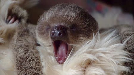 Two-toed baby sloth Edward Scissorhands yawns in this handout photograph taken at London Zoo July 24, 2015 and released July 31, 2015. REUTERS/ZSL/Handout via Reuters